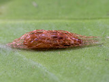 Plutella_pupae.jpg