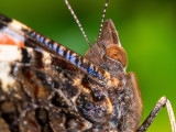 2-Red-Admiral.jpg