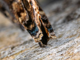 3-Red-Admiral.jpg