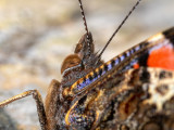 P7095994-Red-Admiral.jpg