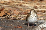 Hermit Thrush