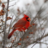 Northern Cardinal ♂