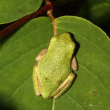 Spring Peeper