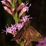 Zarucco Duskywing  ♂