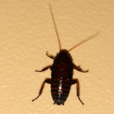 Eurycotis floridana * Florida Woods Cockroach