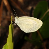 Barred Yellow