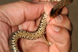 Florida Banded Water Snake