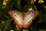 White Peacock