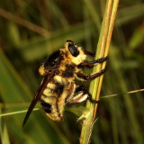 Mallophora bomboides