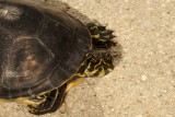 Peninsula Cooter