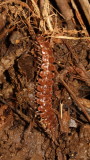 Pseudopolydesmus serratus