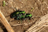 Six-Spotted Tiger Beetle