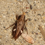 Tettigidea lateralis : Black-sided Pygmy Grasshopper