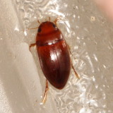 Matus bicarinatus or Matus bicarinatus