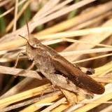 Northern Green-striped Grasshopper ♂