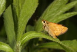 Indian Skipper