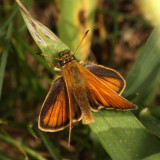 European Skipper