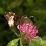 Hoary Edge