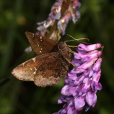 Northern Cloudywing