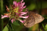 Northern Cloudywing