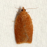 Hodges#3545 * Yellowheaded Fireworm Moth * Acleris minuta