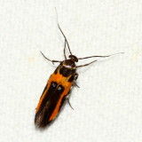 Hodges#1467 * Kermes Scale Moth * Euclemensia bassettella