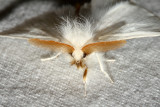 Hodges#8320 * Browntail Moth ♂ * Euproctis chrysorrhoea