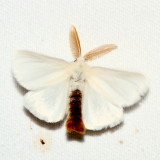Hodges#8320 * Browntail Moth ♂ * Euproctis chrysorrhoea