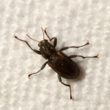 Elmidae : Riffle Beetles