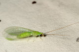 Family Chrysopidae : Green Lacewings