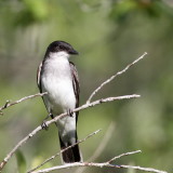 Eastern Kingbird