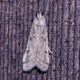Pyralidae : 5651 - 6075 : Phycitinae - Peorinae
