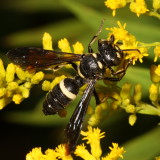 Cerceris fumipennis