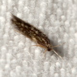 Hydroptilidae