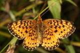 Silver-bordered Fritillary