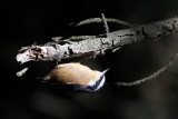 Red-breasted Nuthatch