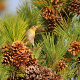 American Goldfinch