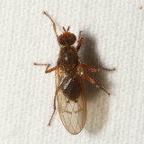 Scathophagidae : Dung Flies