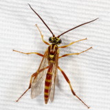Subfamily Banchinae