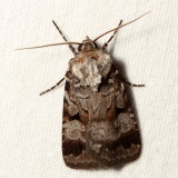 10641-11054 : Noctuinae