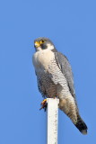 Peregrine Falcon