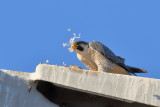 Birds of Prey