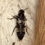 Subfamily Staphylininae : Large Rove Beetles