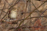 Hermit Thrush