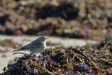 American Pipit