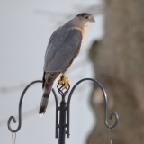 Coopers Hawk 