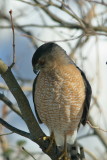 Coopers Hawk