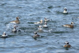 Long-tailed Ducks