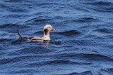 Long-tailed Duck ♂