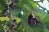 Polydamas Swallowtail